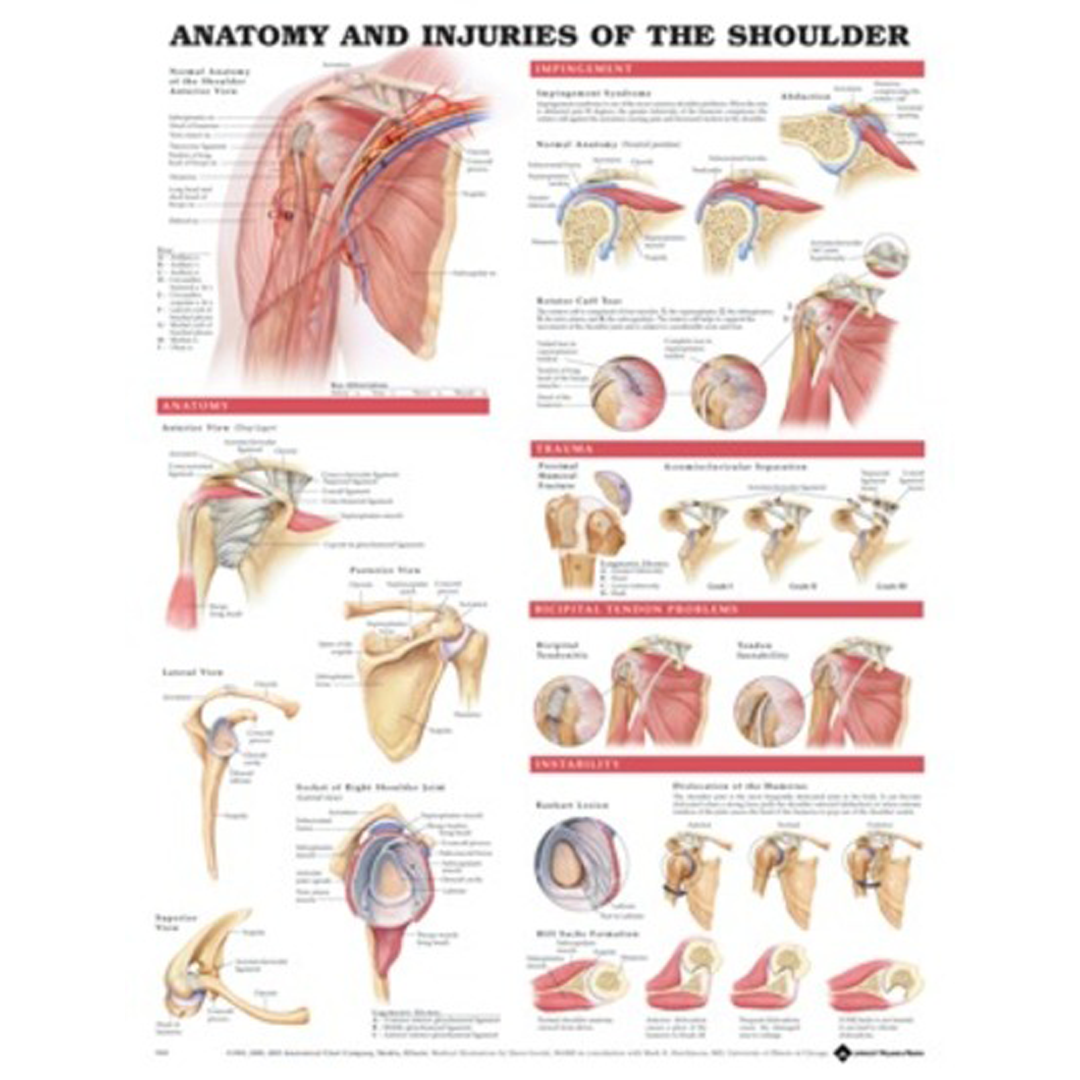 Anatomical Chart Shoulder