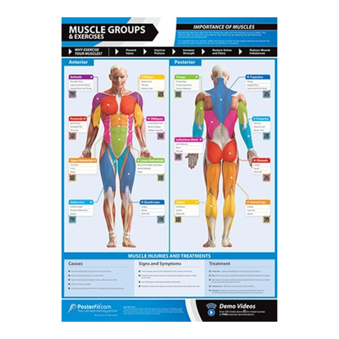 Gym Chart Muscle Groups
