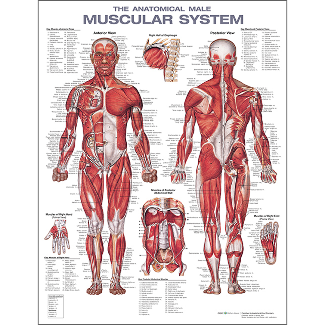 Male Muscular System Anatomical Chart