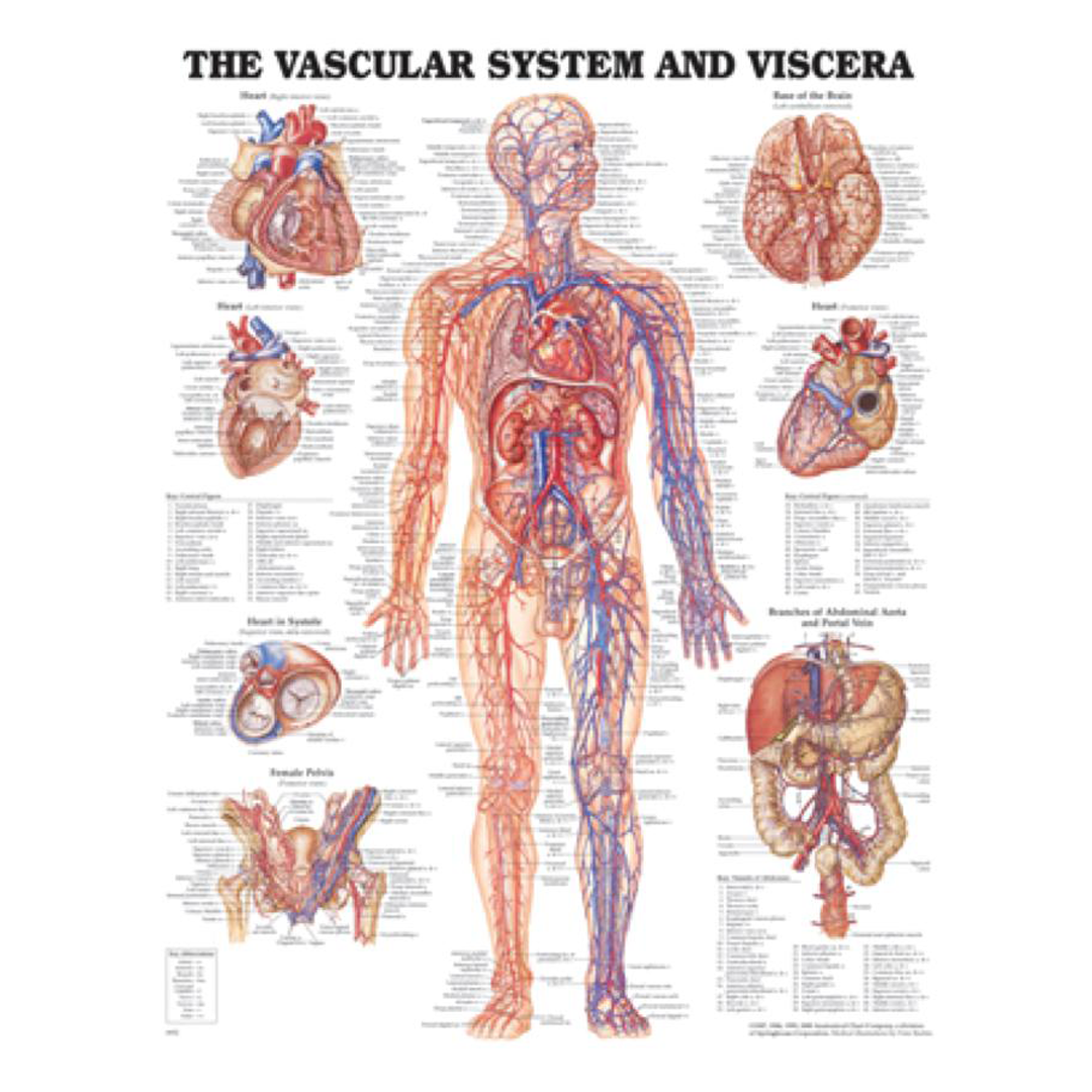 The Vascular System Chart