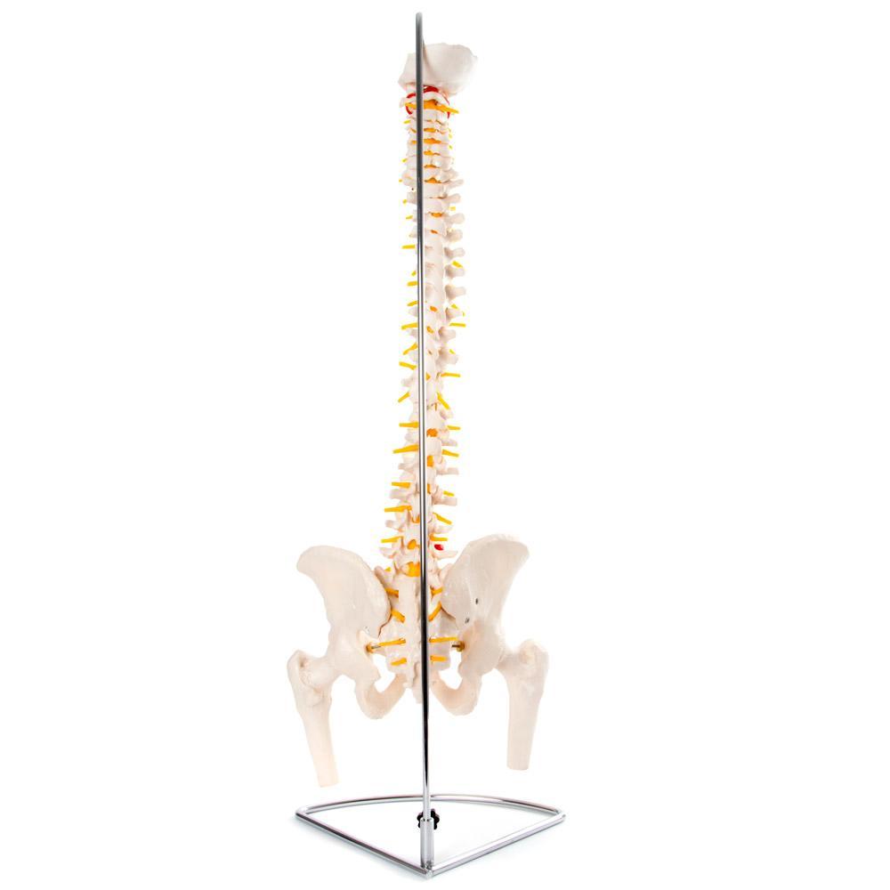 66fit Anatomical Flexible Vertebral Column With Pelvis &amp; Femur Heads
