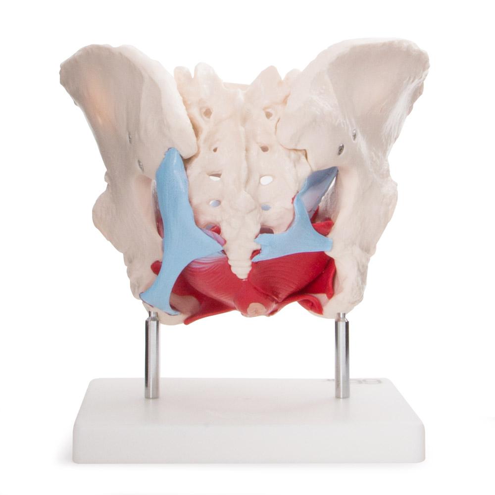 66fit Female Pelvic Muscles &amp; Organ Anatomical Model