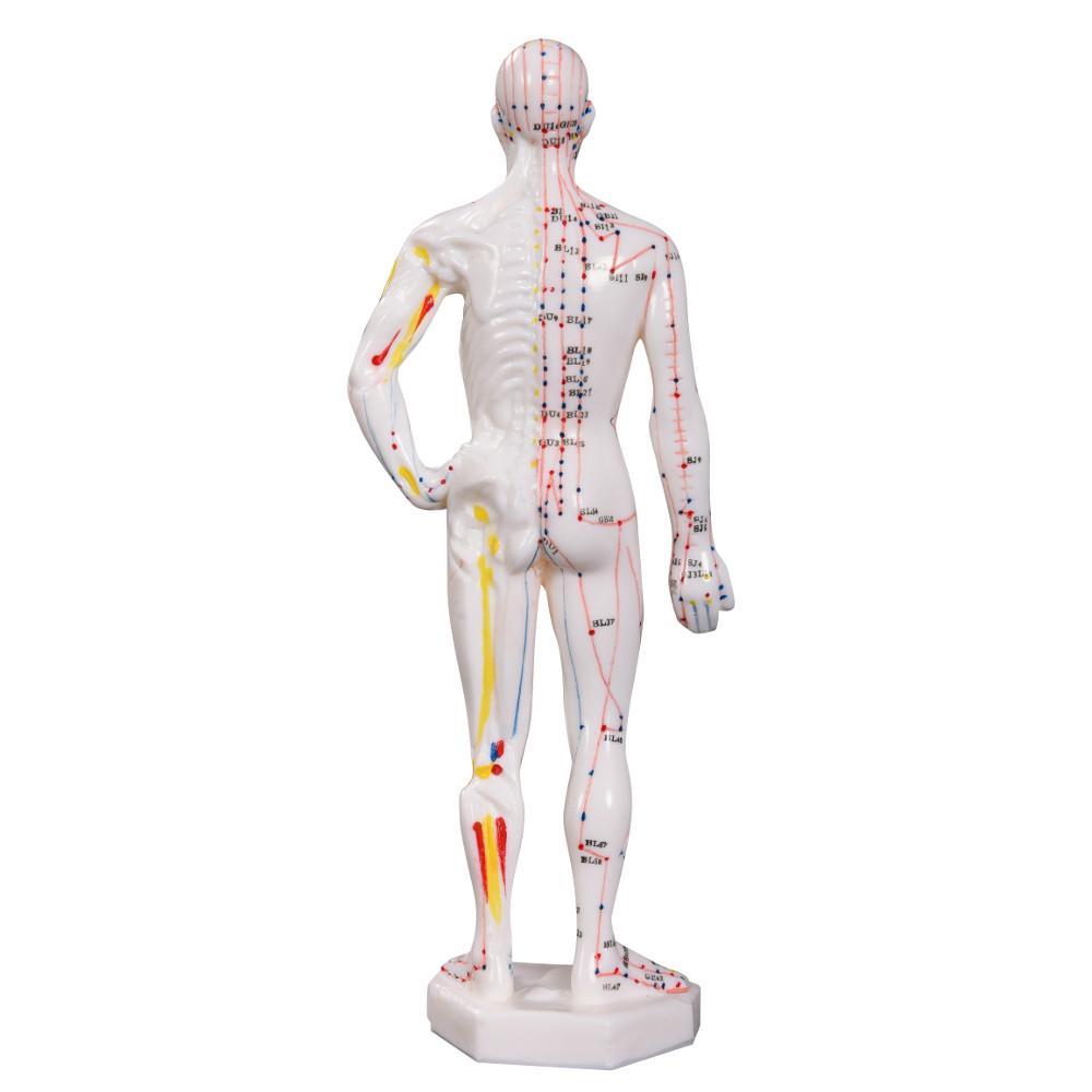 66fit Acupuncture Male Model - 26cm