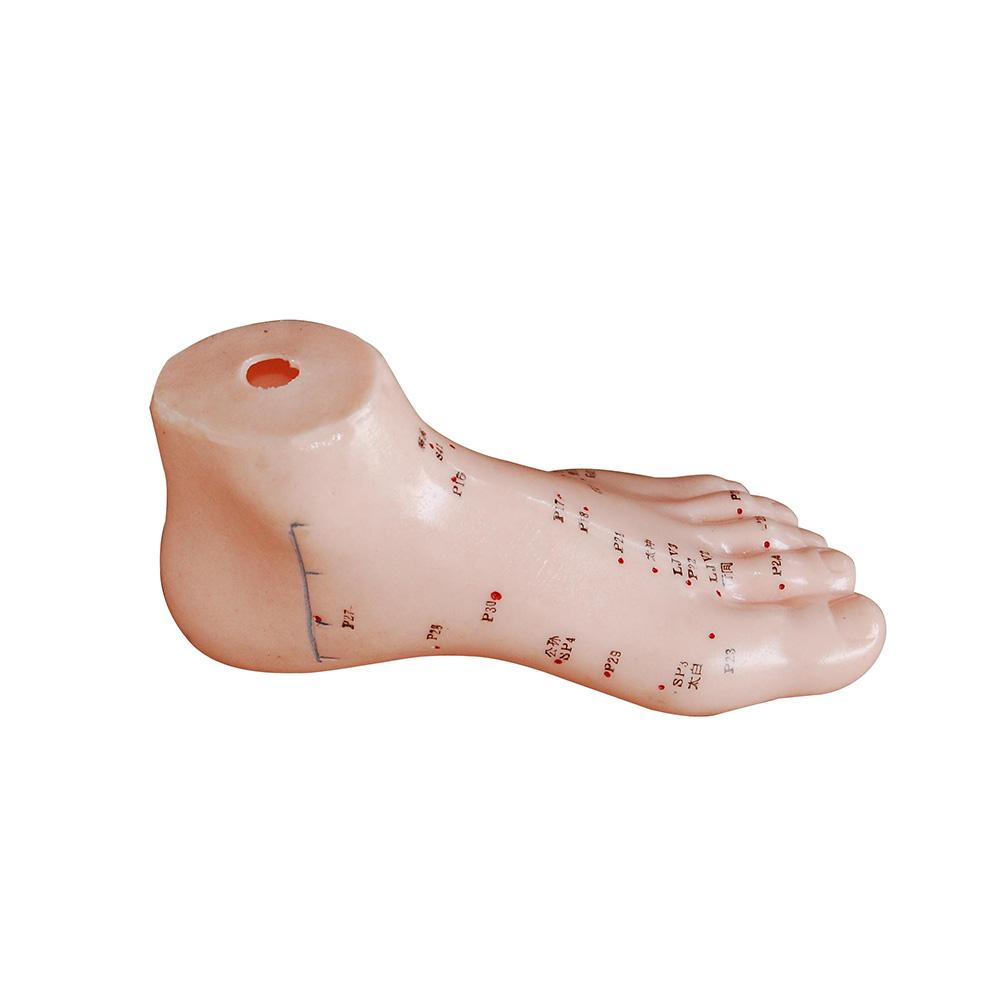 66fit Foot Acupuncture Model